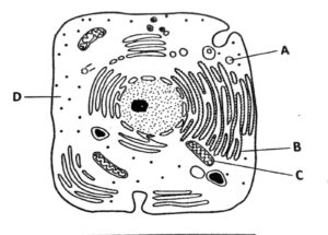 Plant Cell