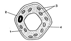 Animal Cell
