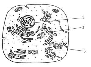 Plant Cell