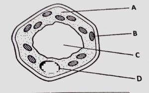 Animal Cell