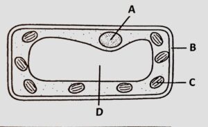 Plant Cell