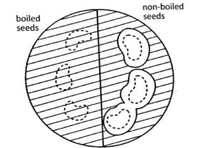 Biological Molecules boiled and Non Boiled seeds