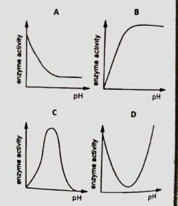 graph of enzyme activity