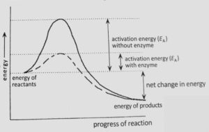 Biological Molecules Q140(2.1)