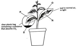 Plant Nutrition Q224(2)