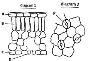 Plant Nutrition Q225