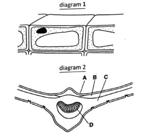 Plant Nutrition Q229