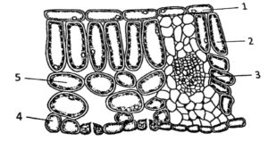 Plant Nutrition Q230-231