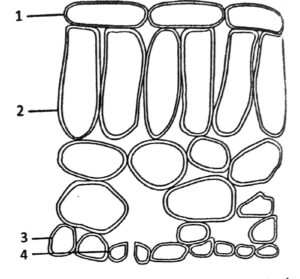 Plant Nutrition Q232