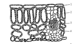 Plant Nutrition Q233