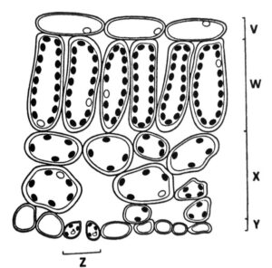 Plant Nutrition Q234