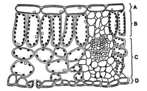 Plant Nutrition Q236