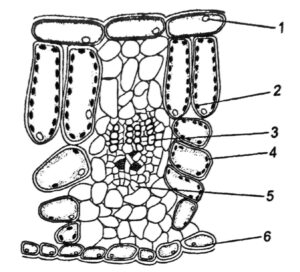Plant Nutrition Q237