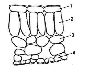 Plant Nutrition Q238