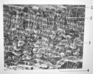 Plant Nutrition Question 217